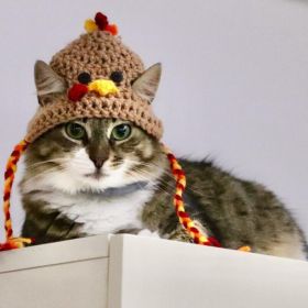 Halloween Cat Dog Knitted Pet Hat (Option: Turkey Hat-M)